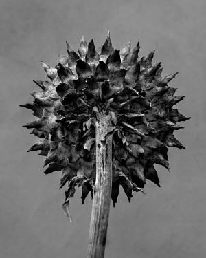 Cardoon.   A series of close-up images of dying plants that Tom Pilston started in 2021 during the workless days of the Covid pandemic and continued in 2022 as Britain experienced one of the hottest s...