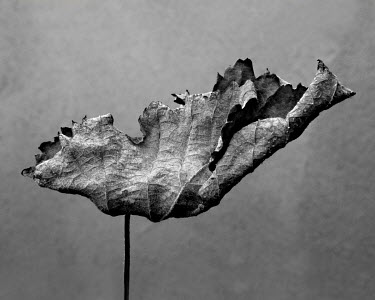 Vine leaf.   A series of close-up images of dying plants that Tom Pilston started in 2021 during the workless days of the Covid pandemic and continued in 2022 as Britain experienced one of the hottest...