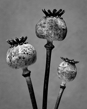 Poppy pods.   A series of close-up images of dying plants that Tom Pilston started in 2021 during the workless days of the Covid pandemic and continued in 2022 as Britain experienced one of the hottes...