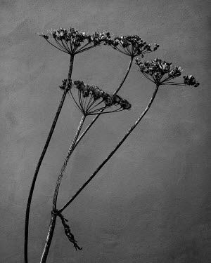 Umbellifers.   A series of close-up images of dying plants that Tom Pilston started in 2021 during the workless days of the Covid pandemic and continued in 2022 as Britain experienced one of the hotte...