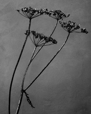 Unbellifer, part of a series of portraits of dying plants by Photojournalist Tom PIlston. A project which he began after taking on an allotment during the workless days of Covid19 and which he has car...