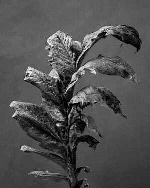 Cardoon.   A series of close-up images of dying plants that Tom Pilston started in 2021 during the workless days of the Covid pandemic and continued in 2022 as Britain experienced one of the hottest s...