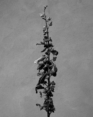 Hollyhock.   A series of close-up images of dying plants that Tom Pilston started in 2021 during the workless days of the Covid pandemic and continued in 2022 as Britain experienced one of the hottest...