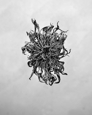 Dahlia.   A series of close-up images of dying plants that Tom Pilston started in 2021 during the workless days of the Covid pandemic and continued in 2022 as Britain experienced one of the hottest su...