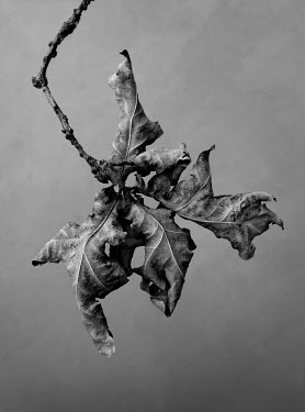Oak leaves.   A series of close-up images of dying plants that Tom Pilston started in 2021 during the workless days of the Covid pandemic and continued in 2022 as Britain experienced one of the hottes...