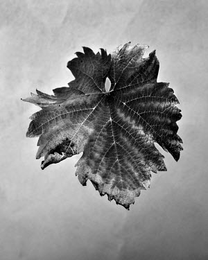 Vine leaf.   A series of close-up images of dying plants that Tom Pilston started in 2021 during the workless days of the Covid pandemic and continued in 2022 as Britain experienced one of the hottest...