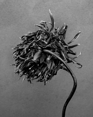 Dahlia.   A series of close-up images of dying plants that Tom Pilston started in 2021 during the workless days of the Covid pandemic and continued in 2022 as Britain experienced one of the hottest su...