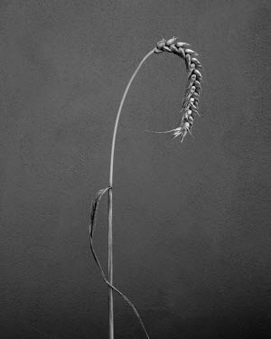 Wheat.   A series of close-up images of dying plants that Tom Pilston started in 2021 during the workless days of the Covid pandemic and continued in 2022 as Britain experienced one of the hottest sum...