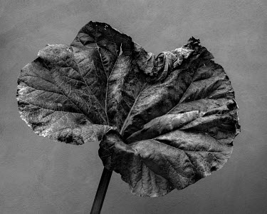 Rhubarb leaf.   A series of close-up images of dying plants that Tom Pilston started in 2021 during the workless days of the Covid pandemic and continued in 2022 as Britain experienced one of the hott...