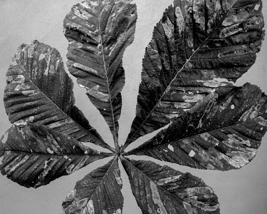 Horse chestnut leaves.   A series of close-up images of dying plants that Tom Pilston started in 2021 during the workless days of the Covid pandemic and continued in 2022 as Britain experienced one of...