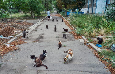 Abandoned cats looking for a food as a woman carries a bag with loaf of bread given her by the Christian Church of Awakening. Many cats and dogs have been left behind when their owners escaped from th...
