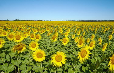 A field of sun flowers.