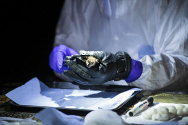 A scientist measures a bat collected as part of USAID Predict project looking for new viruses in the wild animal population.