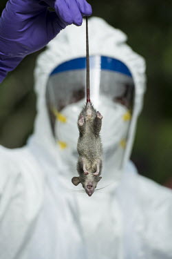 A scientist holds a mouse collected as part of USAID Predict project looking for new viruses in the wild animal population.