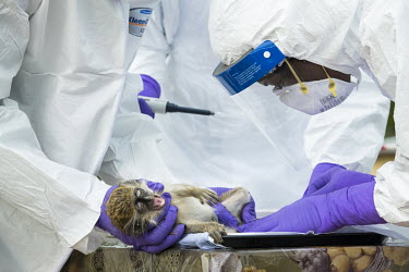 A scientist prepares to take a blood sample from a monkey collected as part of USAID Predict project looking for new viruses in the wild animal population.