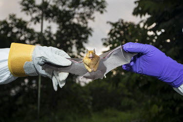 Scientists holds a bat collected as part of USAID Predict project looking for new viruses in the wild animal population.
