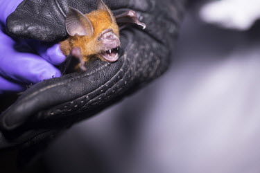 A scientist wearing bite proof gloves holds a bat collected as part of USAID Predict project looking for new viruses in the wild animal population.