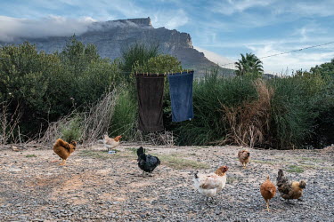 Towels hang on a line and chickens scratching for food outside an abandoned military armoury in the hills above central Cape Town. The base is now occupied by numerous families seeking an affordable p...
