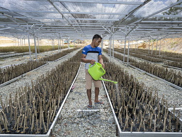 A gardener watering Peronema Canescens plants in a nursery greenhouse where trees are being grown for the new Indonesian capital Nusantara.In 2019, President Widodo announced the plan to move the Indo...