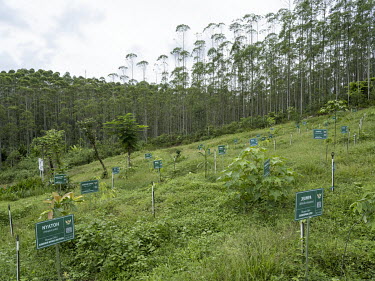 Tree saplings, symbolically planted by Indonesian governors at Titik Nol, or Ground Zero, the site where the centre of the new Indonesian capital, Nusantara will be built.In 2019, President Widodo ann...