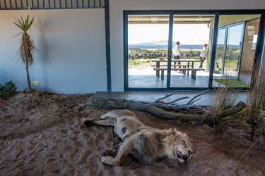 A stuffed lion lies as part of a fake crime scene at the Wildlife Crime Forensic Academy.