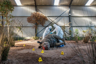 Forensics students photograph and takes measurements from a stuffed rhino which was killed and mutilated in a nearby wildlife reserve and is now being used as part of a reconstructed poaching crime sc...