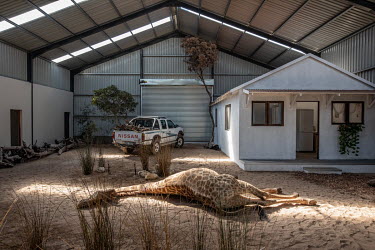 A taxidermied giraffe lies on the ground as part of a replica wildlife crime scene at the Wildlife Forensic Academy.