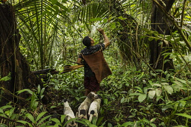 Tchagat Arara hunting with a bow and arrow in the forest near the village of Iriri, on the Cachoeira Seca Indigenous Land. With the prospect of the paving the Transamazonica highway (BR-230), and the...