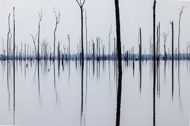Dead trees in the area flooded by the creation of the Balbina hydroelectric dam inside Waimiri-Atroari Indigenous Land. The Kinjas have already resisted the construction of a highway, a mining company...