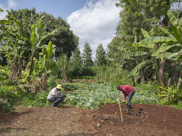 A camera operator films a farmer working in a field during the making of an episode of the TV program Shamba Shape Up, produced by The Mediae Company.Launched in 2012 by The Mediae Company, Shamba Sha...