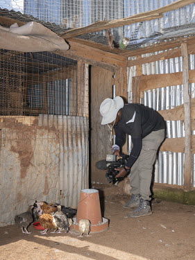 A camera operator films chickens during the making of an episode of the TV program Shamba Shape Up, produced by The Mediae Company.Launched in 2012 by The Mediae Company, Shamba Shape Up is currently...