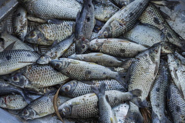 Fish caught by indigenous people for food in the Pixaxa River on Bau Indigenous Land. A study carried out by the Federal University of Para indicates a high concentration of mercury in fish and turtle...