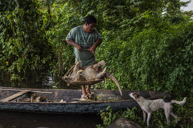 Iptjimaum Arara unloads a giant armadillo, caught by hunters in the jungle, from a canoe. The animal will be roasted in Iriri village, on the Cachoeira Seca Indigenous Land, during a ceremony to celeb...