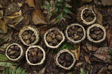 Brazil nut urchins collected in the Bau Indigenous Lands. The territory of the Bau people, who live from the harvesting of forest products such as Brazil nuts and 'cumaru' (tonka seeds), is being inva...