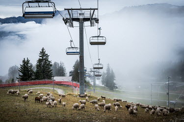 Sheep graze beneath a ski lift during the off season.The traces of the ski area are clearly visible in the low season. Sheep graze on what is the ski slope in winter. Several reasons can be given for...