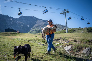 A farmer helps a sheep stuck in a small valley where the animals graze on what is the ski slope in winter. Grazing sheep can help maintain the grass on the slopes, prevent soil erosion, and improve th...