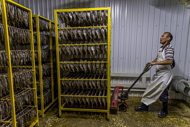 A worker at a fish factory stores hundreds of fish in a cold room from where they will be exported in the coming weeks.