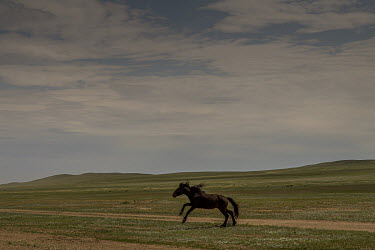 After the winter months spent mainly in stables, during the first days of spring, on the Kazakh steppe, horses are left to graze freely although the most restive or precious horses have their forelegs...