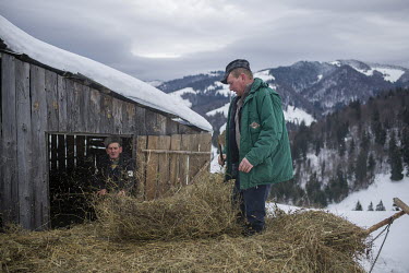 A man collecting hay from his supplies harvested at the end of the summer and then stored in a mountain barn. From time to time, throughout the winter, farmers living in the nearby village make the tr...
