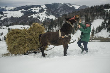 A man collecting hay from his supplies, harvested at the end of the summer and then stored in a mountain barn, encourages his horse to pull a sleigh loaded with the fodder up a snow covered hillside....