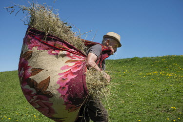 Petre Ghibus, one of the permanent residents who lives in a remote house in the mountain village, carries a load of hay for his animals.High in the mountains above Poienile de sub Munte, said to be Ro...