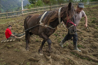 The Ghibus brothers, who in the past have both worked in UK from time to time. However, they say that although they are used to heavy labour they don't like working abroad. They miss their home, their...