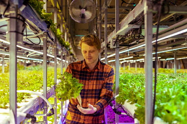 Rasmus Jakobsen in his 'Greenlandic Greenhouse', the only lettuce farm in the country, located inside a LED illuminated warehouse, allowing year round growing. Rasmus Jakobsen, who migrated to Greenla...