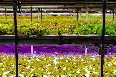 Lettuce growing in the 'Greenlandic Greenhouse', the only lettuce farm in the country, located inside a LED illuminated warehouse, allowing year round growing. Rasmus Jakobsen, who migrated to Greenla...