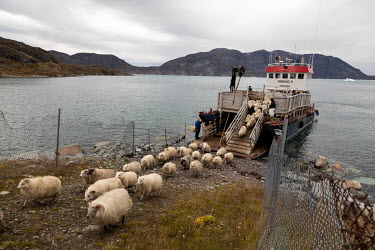 The Viking II, a boat used to transport sheep to the town's slaughterhouse, unloads its live cargo at a jetty near to the Neqi slaughterhouse, the only such facility in Greenland. The boat travels to...