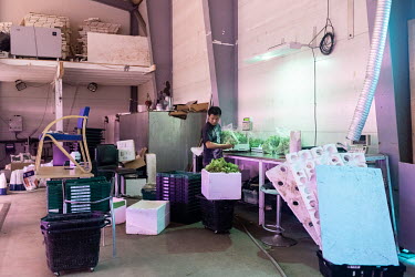 A migrant worker packaging lettuce grown in the 'Greenlandic Greenhouse', the only lettuce farm in the country, located inside a LED illuminated warehouse, allowing year round growing. Rasmus Jakobsen...