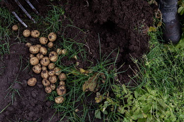 Angutimmarik, harvesting some of his Greenlandic potatoes and radishes on 'Arctic Farm' in the Nuuk fjord, which is the most northerly sheep and agricultural farm in the country. Angutimmarik says inc...