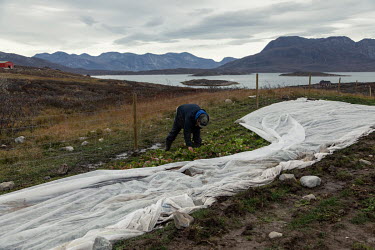 Angutimmarik, harvesting some of his Greenlandic potatoes and radishes from beneath an insulation cloth on 'Arctic Farm' in the Nuuk fjord, which is the most northerly sheep and agricultural farm in t...