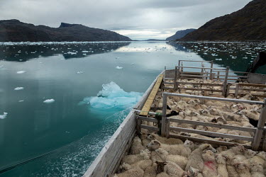 Sheep packed on the Viking II, a boat used to transport sheep to Narsaq's slaughterhouse. The Neqi slaughterhouseis the only such facility in Greenland and the boat travels to various farms to collect...