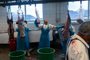 Employees butcher sheep at the Neqi slaughterhouse, the only abattoir facility in Greenland, during the slaughter season at the end of summer.